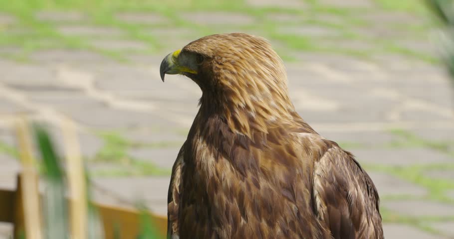 Extreme close-up captures golden eagle head with sharp hooked beak amber eyes and detailed feather texture in sunlight