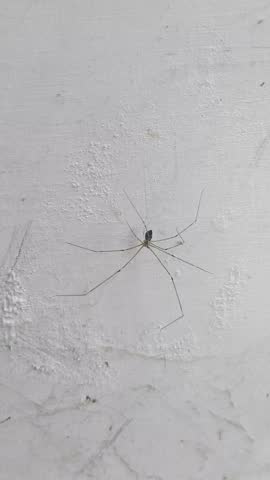 Macro Photo of Cellar Spider on White Cracked Wall 
High resolution macro photo of a daddy long legs spider with eight long delicate legs positioned on white cracked wall surface. Minimalist insect and texture concept.
