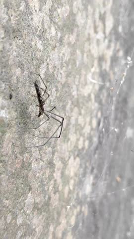 Macro Photo of Daddy Long Legs Spider on Mossy Concrete Wall 
High resolution macro photo of a cellar spider with extremely long thin legs and small body clinging to weathered mossy concrete wall with spider web. Urban wildlife and arachnid concept.
