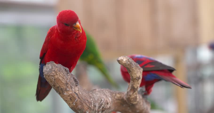 Vivid red lory parrot with blue wings perches on branch among colorful birds at Hwajoowon Flower Park Jeju