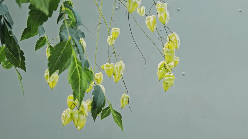 Close up shot of fresh green and yellow lantern-like seed pods of Koelreuteria paniculata (goldenrain tree or pride of India) hanging on branches against a clear blue sky background.