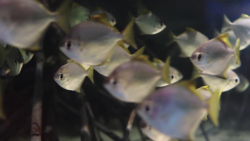 School of silver diamond moonfish swimming in an aquarium. Monodactylus argenteus with yellow fins in underwater group. Clear focus on foreground fish with soft bokeh background and dark water.