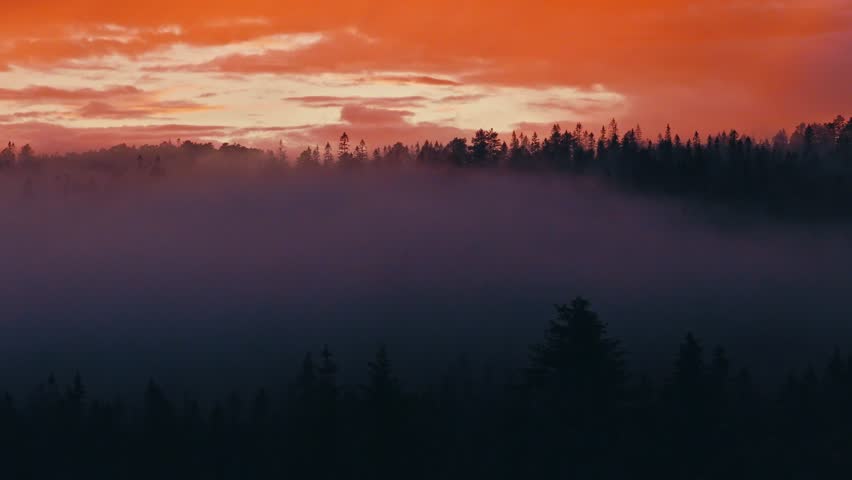 Sunset over a dense foggy forest in Norway, showing mist-covered trees, woodland landscape, and warm evening light across the natural environment - drone shot