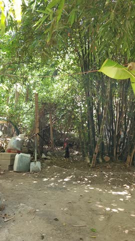 Rooster and Chickens Foraging under Shade in Bamboo Grove