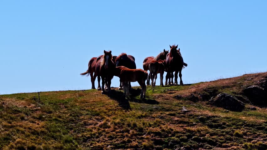 Camera slowly cranes up on herd of horses with foals grazing on mountain ridge revealing layered Pyrenees peaks behind