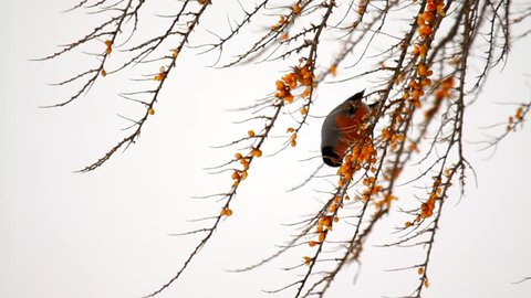 Bullfinch on a tree branch feeding berries in white background