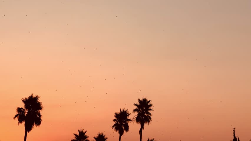 Large flock of birds flying over silhouetted palm trees against a warm orange sunset sky