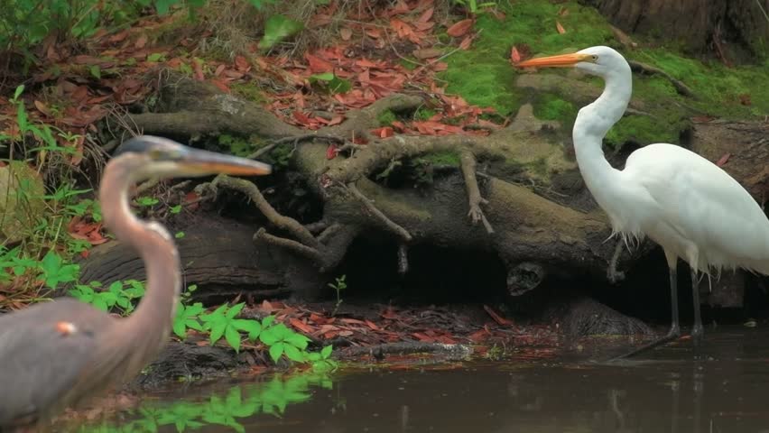 Great egret and great blue heron wade along a mossy, root-lined shore at Charlestown Landing, Charleston, South Carolina, USA; a tranquil slow motion scene.