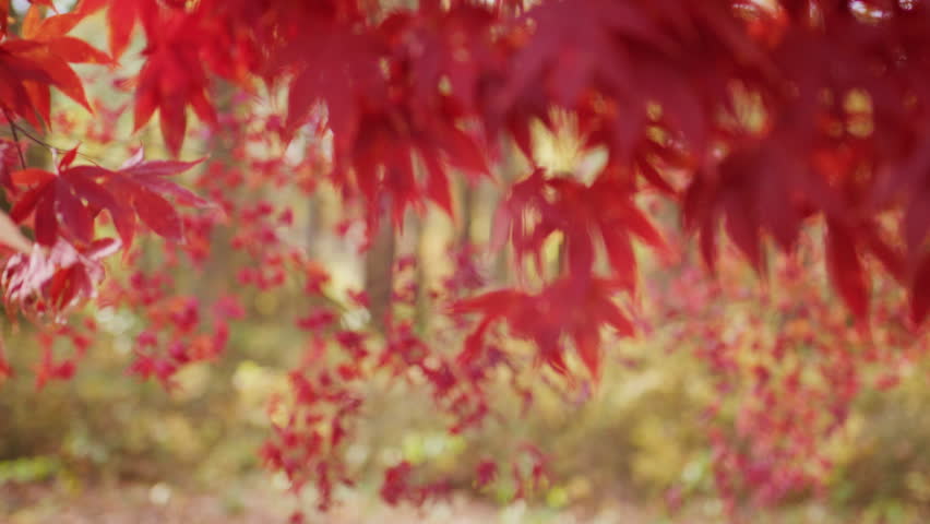Maple leaves in autumn forest. Autumn fall movement. Autumn foliage. Beautiful fall leaves. Red maple branches against blurred movement. Autumn fall by golden nature. Fall nature colors.