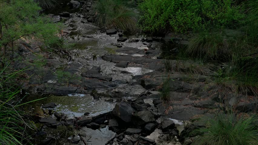Slow tilt up of a forest stream in Australia with grass trees along the riverbed and a waterfall falling down the rock face.