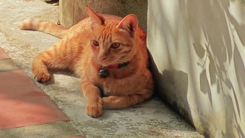 Orange cat lying on the floor.