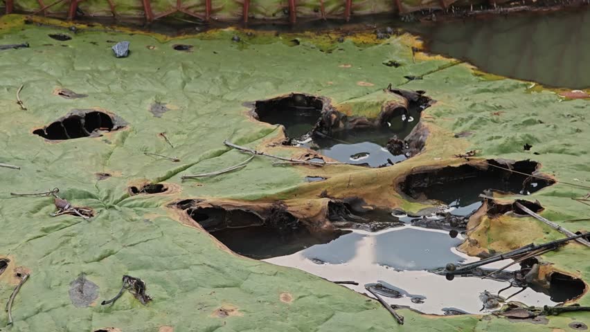 Dried lotus leaves in pond.