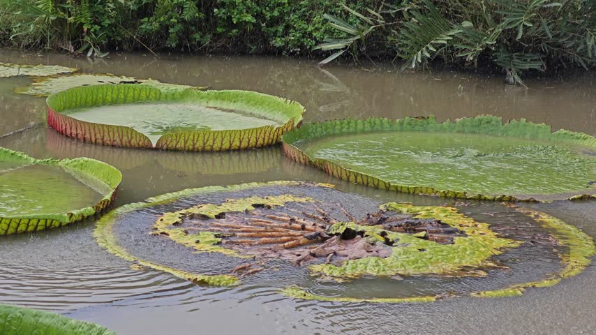 Dried lotus leaves in pond.