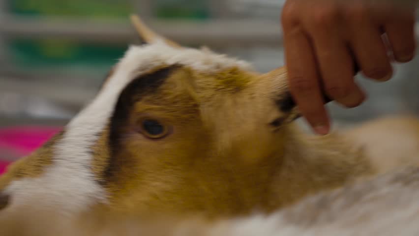 Close up of brown baby goat
