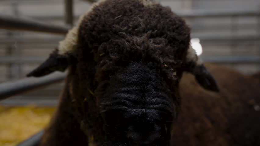 Close up of brown sheep laying down in a cage