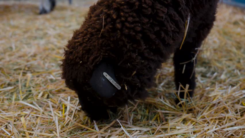 Close up of brown sheep eating hay in the barn