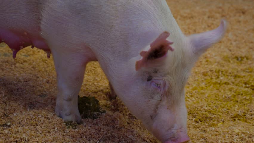 Close up of large mother pig smiling at the camera