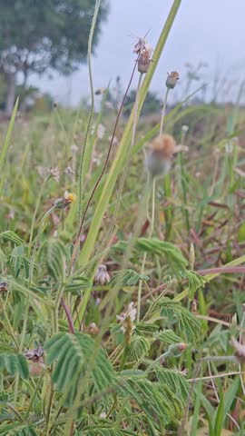 Close-up view of green sensitive plant foliage, wild coatbutton flowers, and tall grass in a field