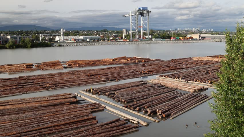 Many logs on the river in front of industrial city area, logging cargo