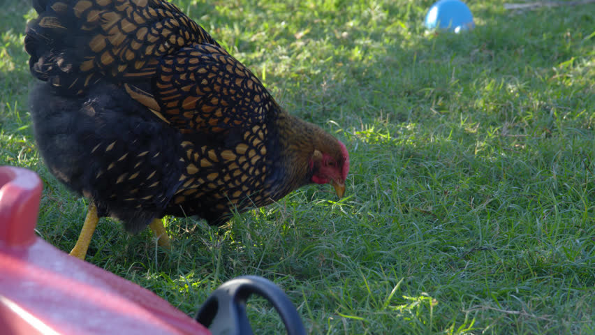 A black and gold feathered hen in the long green grass of a backyard wanders around in search of food pecking and eating in the shade, shaking her tail.