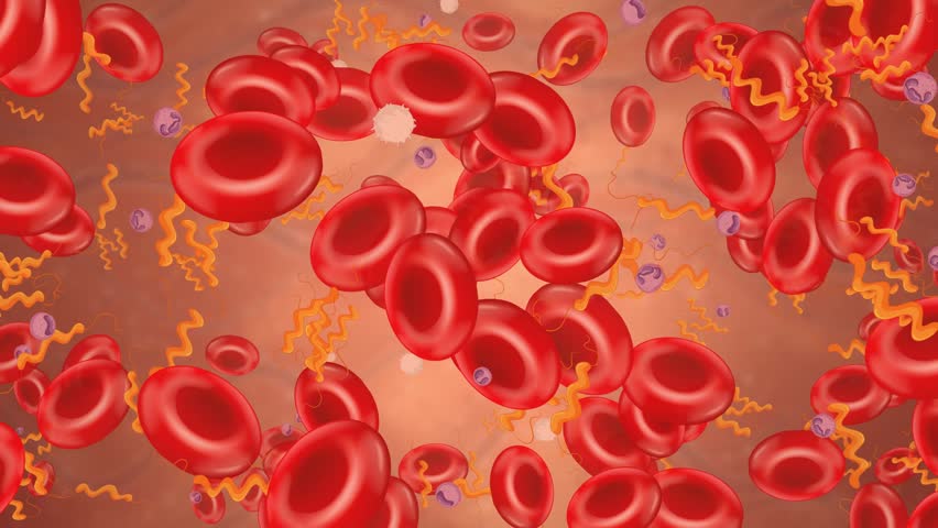 Microscopic 3D animation of red blood cells and spiral bacteria drifting through a human vein.