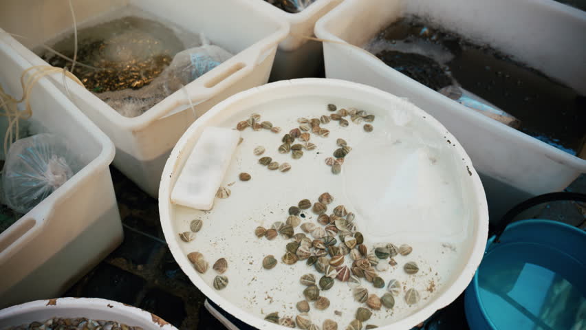 Fresh local fish at a market in Naples historic town