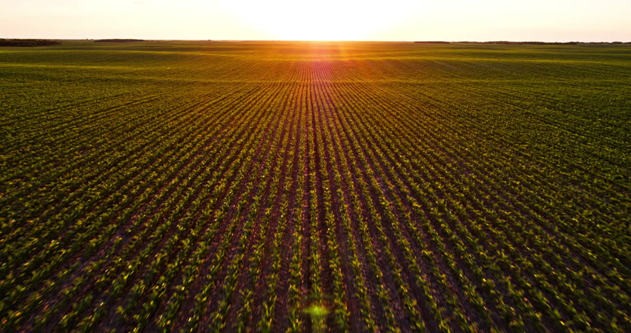 Drone flying backward over a vast cultivated field with rows of green sprouts at sunset