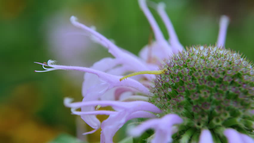 Wild Bergamot Plant with Inchworm
