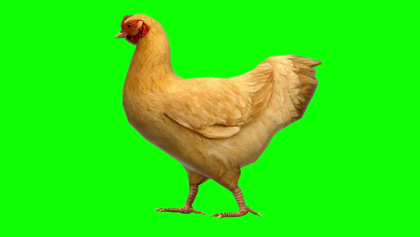 A realistic full-body golden hen walking naturally from left to right, side-profile view, alternating footsteps, Isolated on a solid bright chroma key green background.