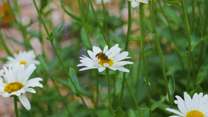 Longhorn beetles initiating insect mating on a flower.