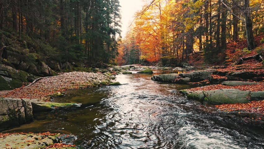 Smooth cinematic flight above a rocky forest stream surrounded by vibrant autumn foliage. Features authentic rushing water and real birdsong, creating a peaceful natural woodland atmosphere.