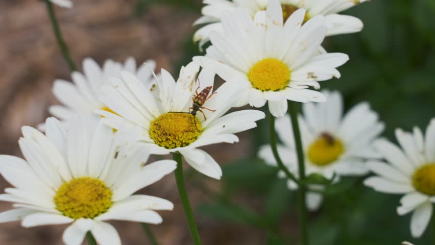 A banded longhorn beetle rests atop a daisy in Michigan.