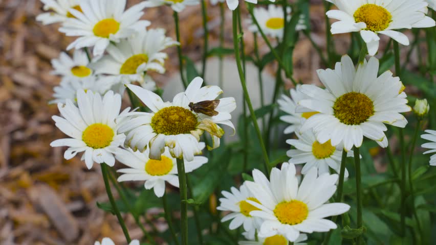 Slow motion look at a moth near a wilted daisy in late summer.