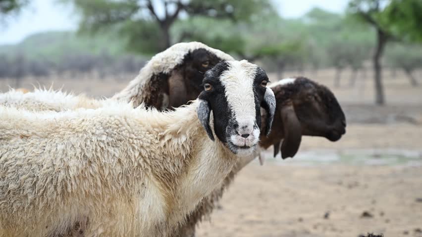 Domestic sheep in the countryside of Sindh, Pakistan