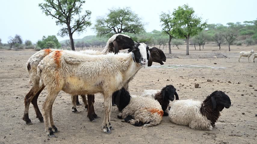 Herd of sheep in the countryside