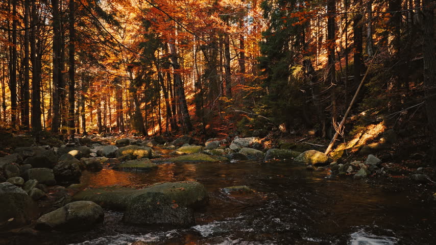 Smooth cinematic flight above a rocky forest stream surrounded by vibrant autumn foliage. Features authentic rushing water and real birdsong, creating a peaceful natural woodland atmosphere.