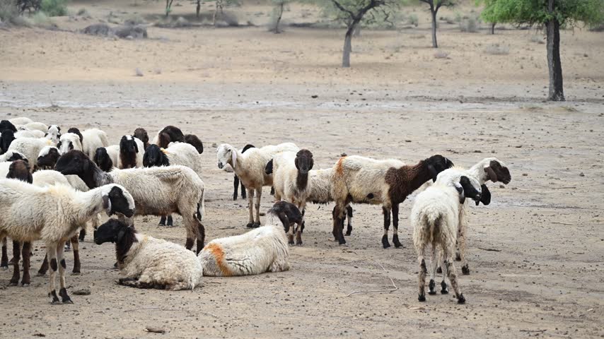 Large herd of sheep gathered in a dry countryside landscape