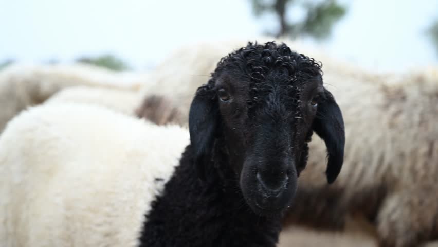 White sheep with black face in a rural landscape