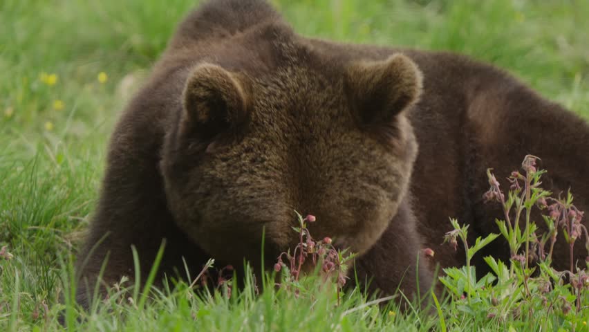 Slow motion close-up of a Eurasian brown bear chewing thoughtfully, its head framed by delicate red wildflowers in the grass.