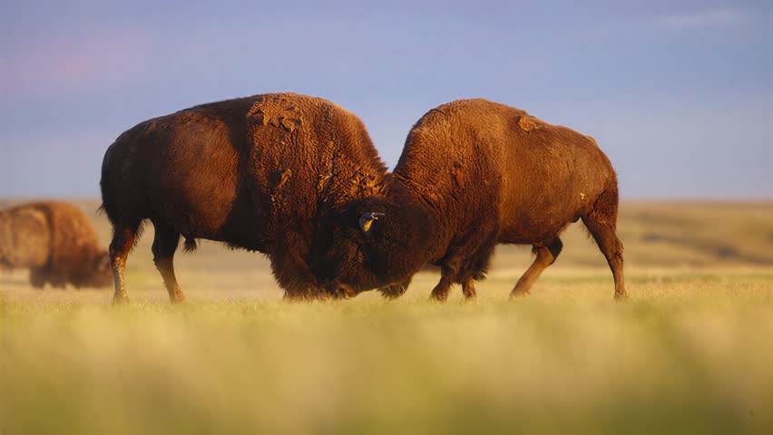 Majestic bison engage in a powerful head-to-head confrontation amidst a vast prairie landscape bathed in warm, golden light