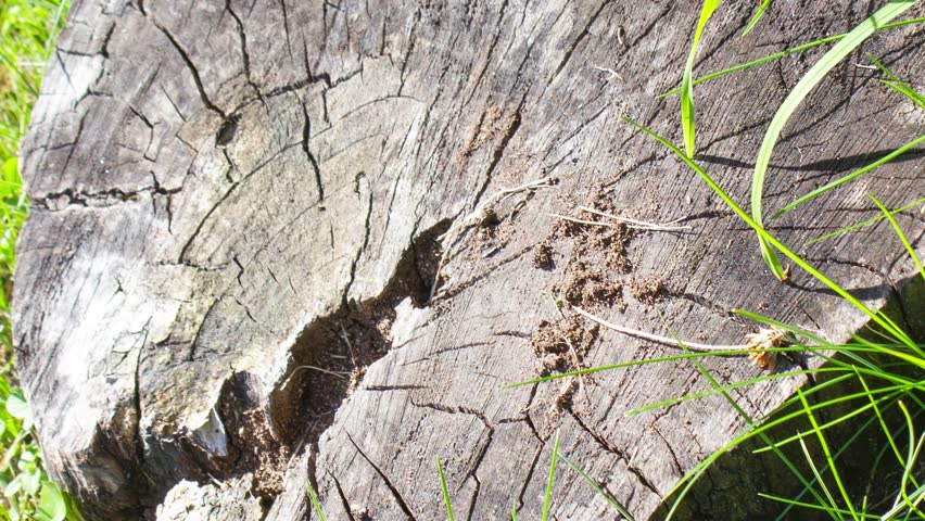 A stump on the ground among the grass. A dry, cut-off stump. An old tree stump; tree felling,animation