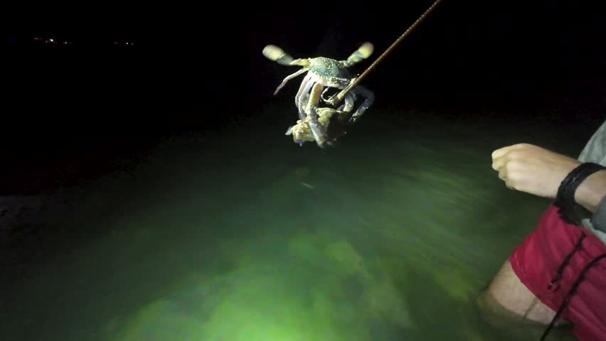 People standing in shallow water at night holding a large crab under bright light, showing coastal fishing, seafood catch, and outdoor adventure in a dark beach setting.