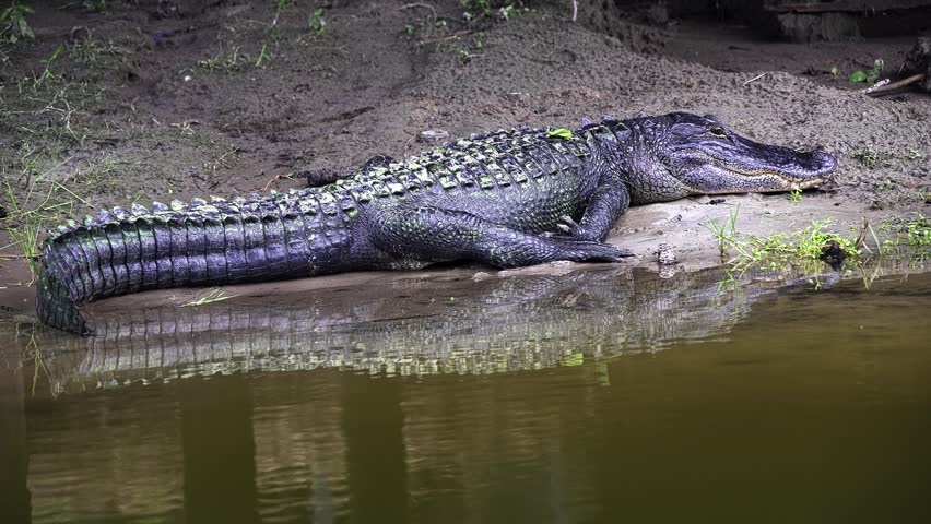 Large american alligator sunbathing on a muddy riverbank. Dangerous reptile predator resting in its natural swamp habitat with reflection in the water
