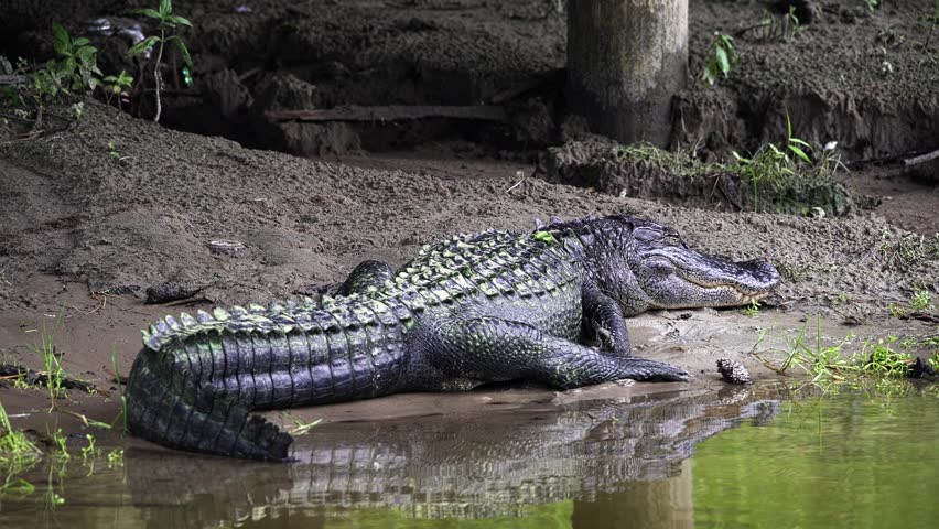 Large american alligator basking in the sun on a muddy riverbank. Its reflection appears in the calm water of the swamp or river