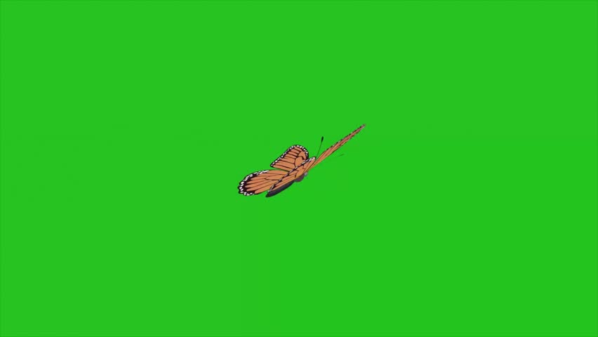 High-quality 4K footage of a monarch butterfly flying with realistic wing flapping animation on a green screen background. Smooth insect motion design and detailed orange wings make it perfect for nature documentaries, environmental concepts, spring overlays, video editing, and creative post-production projects. Isolated with clean chroma key background.