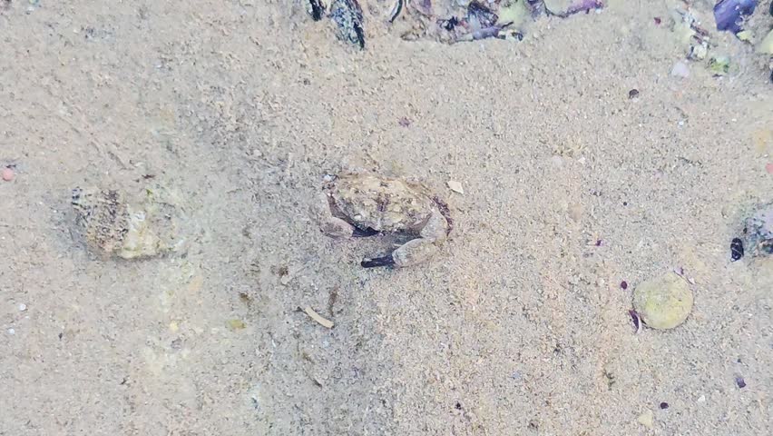 A closeup of a species of rock crab or shore crab, characterized by a rough, mottled carapace that provides camouflage against sand and stones, with a distinctive black tips on the claws