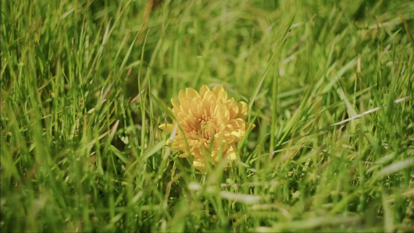 A yellow dahlia faces the camera as light wind stirs the grass around it