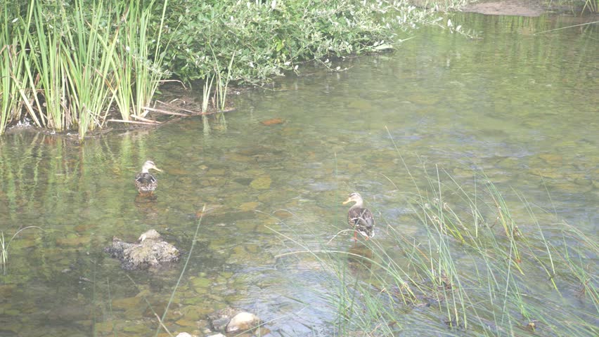 Ducks Swimming on a Calm Lake
