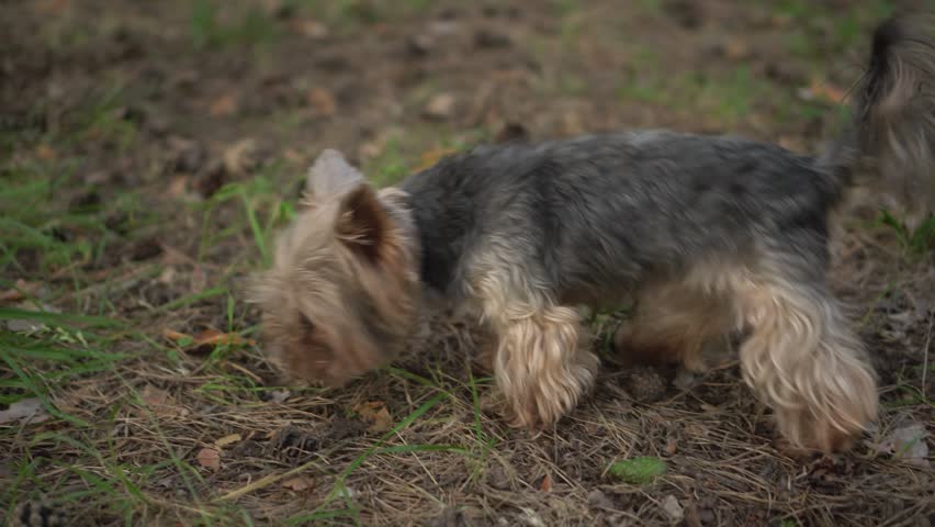 Small Yorkshire Terrier Exploring a Forest Trail and Marking Territory