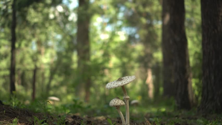 Little Boy Finds Parasol Mushrooms, Crouches Down, Carefully Examines and Touches Them in the Forest, Low Angle View